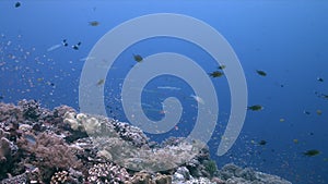 Blackfin Barracudas on a coral reef in Philippines 4k