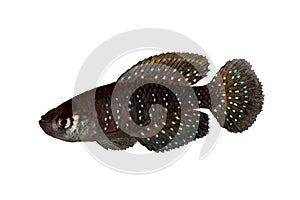 Blackfin Pearl Killifish Austrolebias nigripinnis aquarium fish Dwarf Argentine Pearl