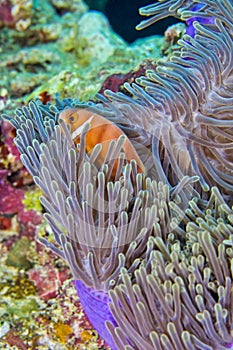 Blackfinned Anemonefish, Amphiprion nigripes, Magnificent Sea Anemone, Heteractis magnifica, Coral Reef, South Ari Atoll