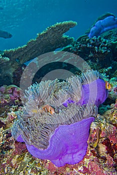 Blackfinned Anemonefish, Coral Reef, South Ari Atoll, Maldives