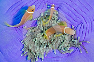 Blackfinned Anemonefish, Magnificent Sea Anemone
