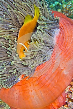 Blackfinned Anemonefish, Magnificent Sea Anemone, South Ari Atoll, Maldives