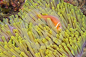 Blackfinned Anemonefish, Magnificent Sea Anemone, South Ari Atoll, Maldives