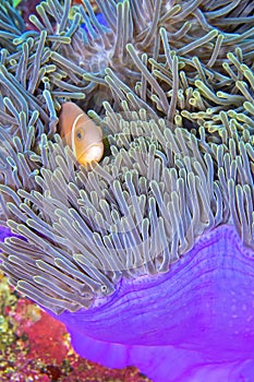 Blackfinned Anemonefish, Magnificent Sea Anemone, South Ari Atoll, Maldives