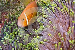 Blackfinned Anemonefish, Magnificent Sea Anemone, South Ari Atoll, Maldives