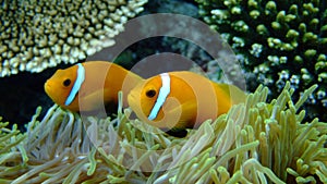 Blackfinned anemonefish, Maldives