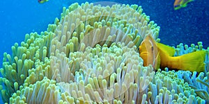 Blackfinned Anemonefish, Maldives