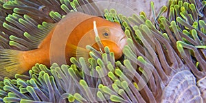 Blackfinned Anemonefish, South Ari Atoll, Maldives