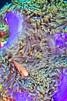 Blackfinned Anemonefish, South Ari Atoll, Maldives