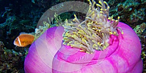 Blackfinned Anemonefish, South Ari Atoll, Maldives