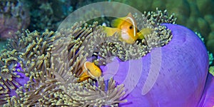 Blackfinned Anemonefish, South Ari Atoll, Maldives