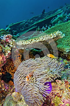 Blackfinned Anemonefish, South Ari Atoll, Maldives