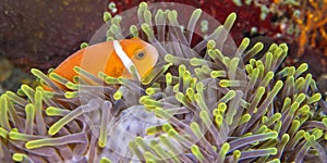 Blackfinned Anemonefish, South Ari Atoll, Maldives