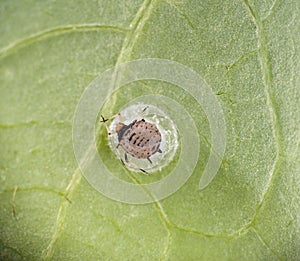 Blackfly aphid dead due to praon braconid parasitic wasps.