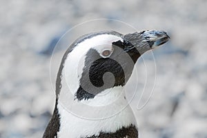 Blackfoot penguin photo