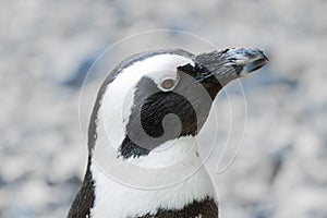 Blackfoot penguin