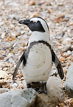 Blackfoot penguin