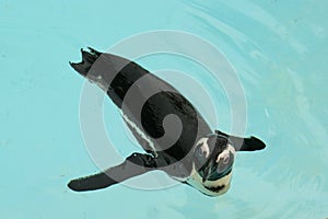 Blackfoot Penguin photo
