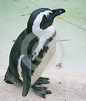 Blackfooted Penguin 2