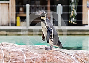 Blackfooted Penguin