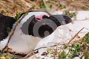 Blackfooted penguin (Spheniscus demersus) at Simon's Town coast