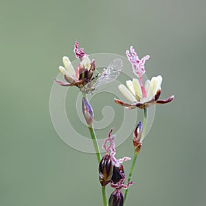 Blackgrass, Juncus gerardii