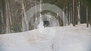 Blackhaired female rider riding a black horse through the drifts in the snowy forest