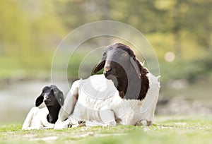 Blackhead Persian sheep