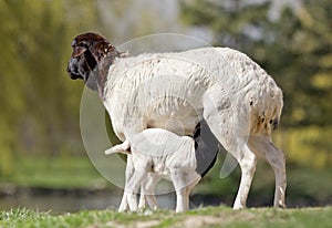 Blackhead persian sheep