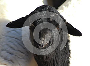 Blackhead persian sheep head