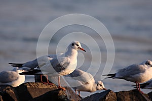 blackheaded gull in the evening sun