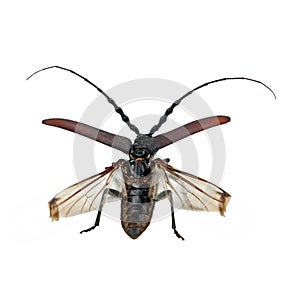 Blackhorned Pine Borer