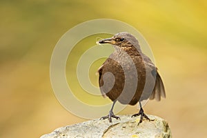 Blackish cinclodes Cinclodes antarcticus perching on a stone