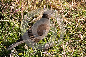 Blackish Cinclodes on the Falkland Islands