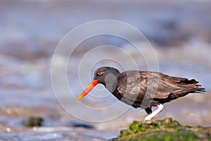 Blackish Oystercatcher