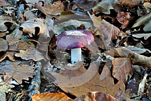 Blackish purple Russula or purple brittlegill (lat. Russula atropurpurea), edible wild mushroom, fungus, mycology