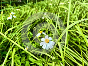 Blackjack daisy flowers