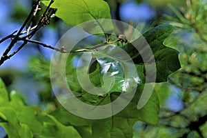 Blackjack Oak Leaves  33388