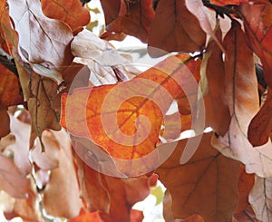 Blackjack Oak Leaves detail in fall