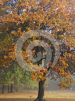 Blackjack Oak tree in fall, vertical photograph