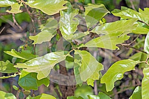 Blackjack Oak tree leaves