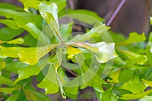 Blackjack Oak tree leaves