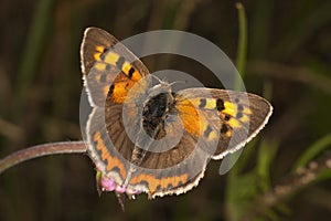 Blackleg tortoiseshell, Nymphalis polychloros