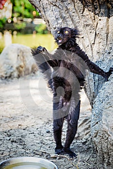 Black Lemur `Eulemur macaco` in safari-park photo