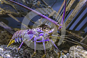 Blacklight glowing purple Lobster in a fishtank