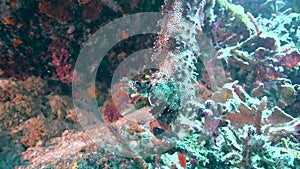 Blackmouth sea cucumber, Graeffe`s sea cucumber Pearsonothuria graeffei in the corals in Zulu sea Apo island
