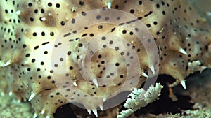 Blackmouth sea cucumber in the night Red sea