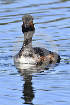 Blackneck Grebe Scientific name: Podiceps nigricollis