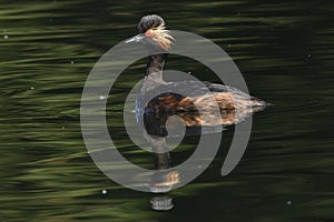 Blackneck Grebe Scientific name: Podiceps nigricollis