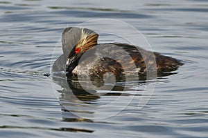 Blackneck Grebe Scientific name: Podiceps nigricollis